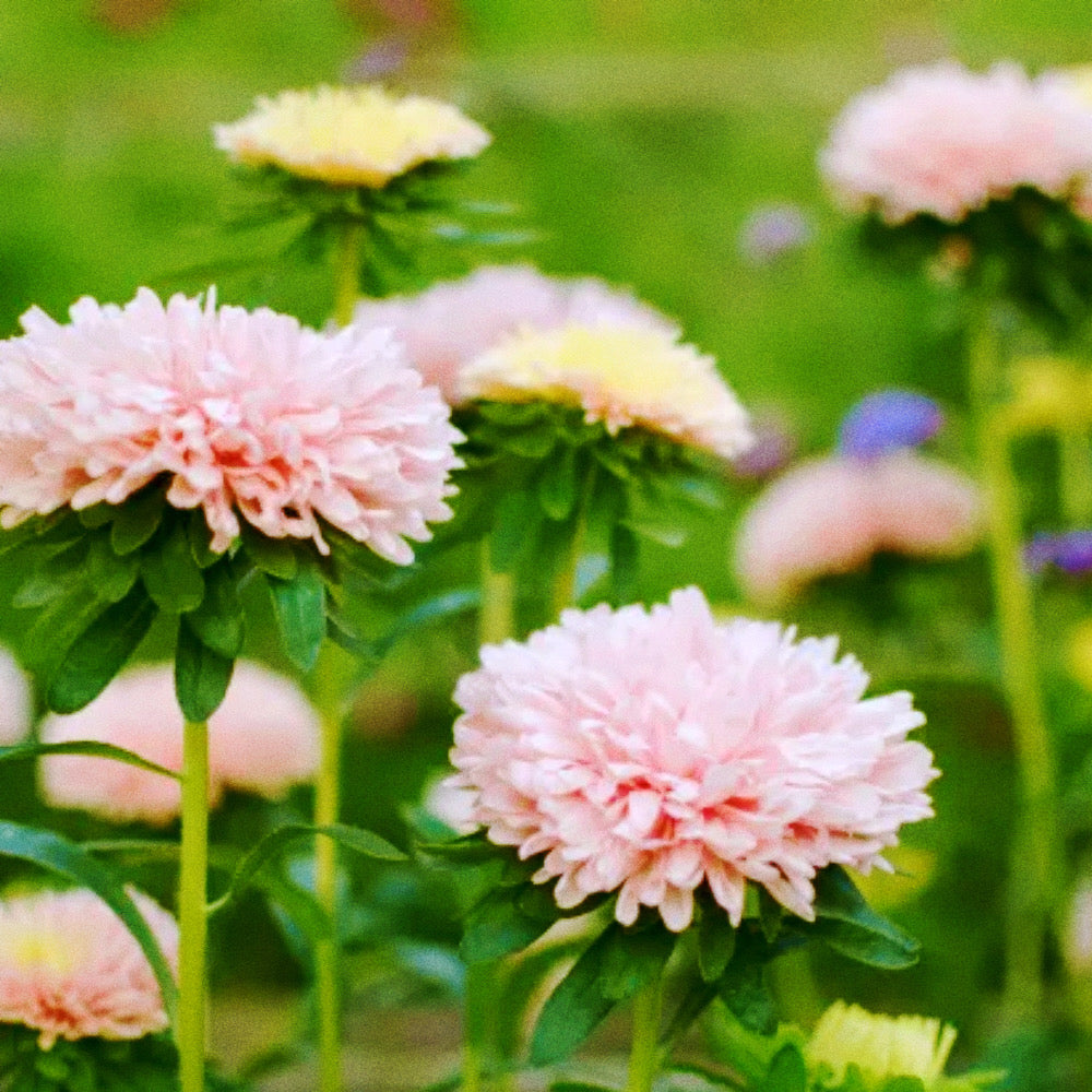 Monthly Bouquet Subscription (Prepaid for April - October)