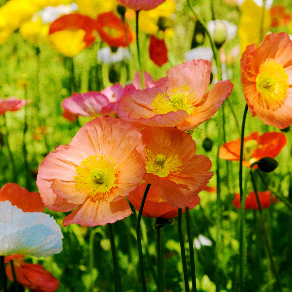 Bi-Weekly Bouquet Subscription (Prepaid for April - October)